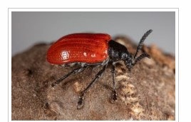 A red beetle on a textured surface.