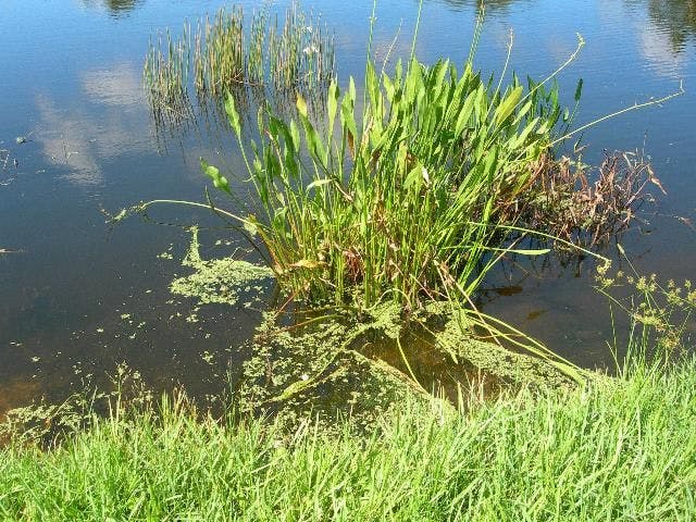 A pond with green plants emerging from the water, surrounded by aquatic vegetation and grass.