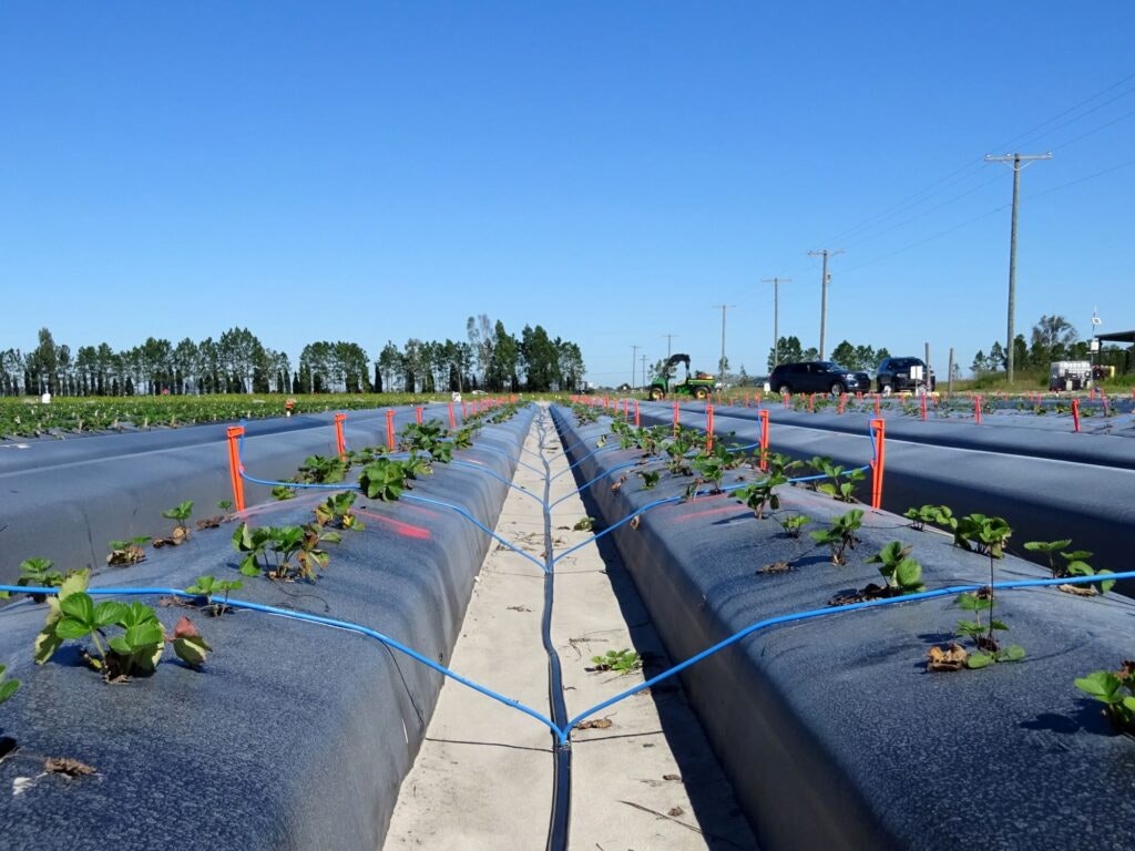Rows of young plants on a farm, with plastic mulch and irrigation lines under a clear blue sky.