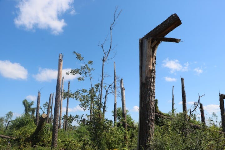 A landscape with snapped and broken trees under a blue sky, likely after a strong storm or logging.