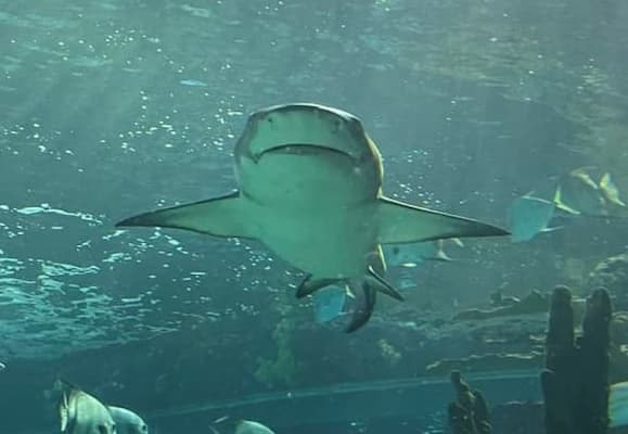 A shark swimming in clear water with other fish, viewed from underneath, possibly in an aquarium.