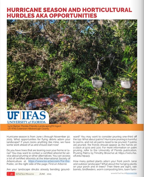 Magazine page about horticulture and hurricane season from UF/IFAS. Discusses pruning and plant care strategies.
