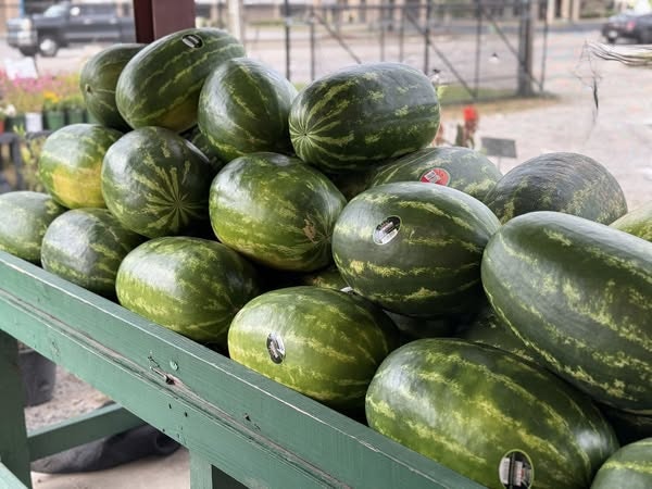 A large pile of watermelons stacked on a green wooden stand.