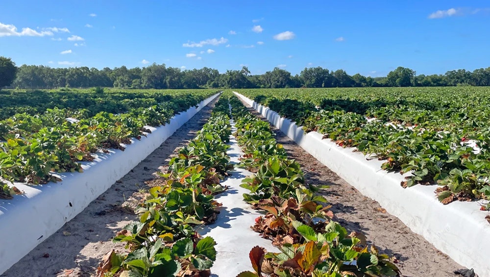 Strawberry plants growing in neat rows with white plastic mulch on a sunny day.
