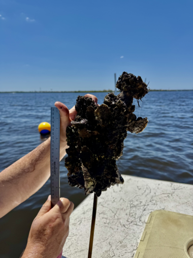 A hand holds a ruler next to a cluster of oysters by the water.