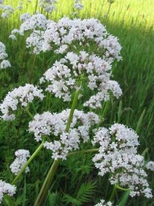 A cluster of white flowers with a green grassy background.