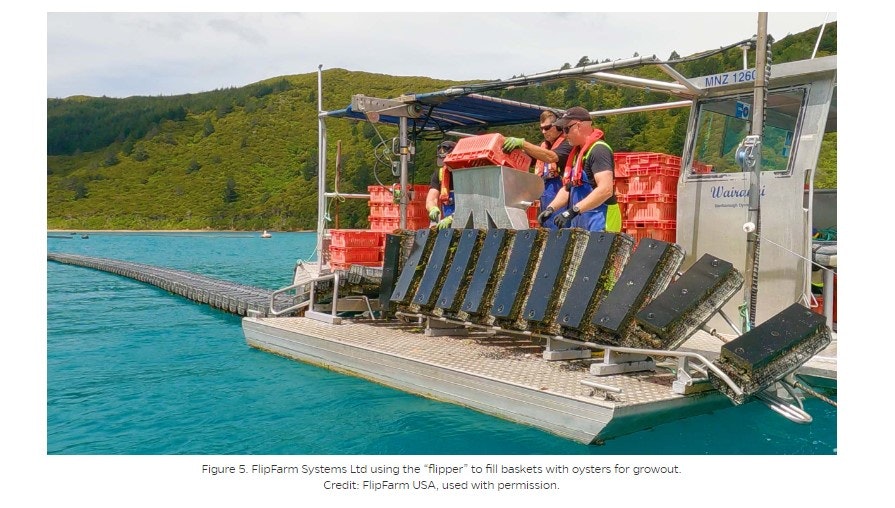 An oyster farming platform with a conveyor belt ('flipper') and people loading oyster baskets at sea.