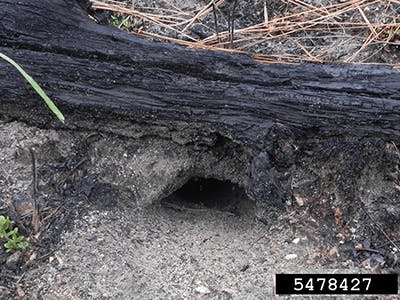 A small animal burrow entrance under a burnt log surrounded by sandy soil and sparse vegetation.