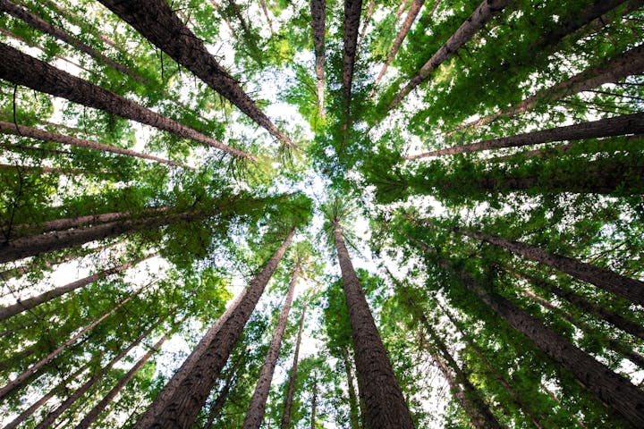 May contain: plant, tree, vegetation, land, nature, outdoors, rainforest, woodland, grove, jungle, and redwood