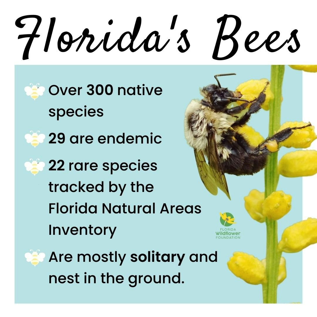 Info about Florida's bees: 300 native species, 29 endemic, 22 rare. Mostly solitary and ground-nesting, tracked by the FL Natural Areas Inventory.