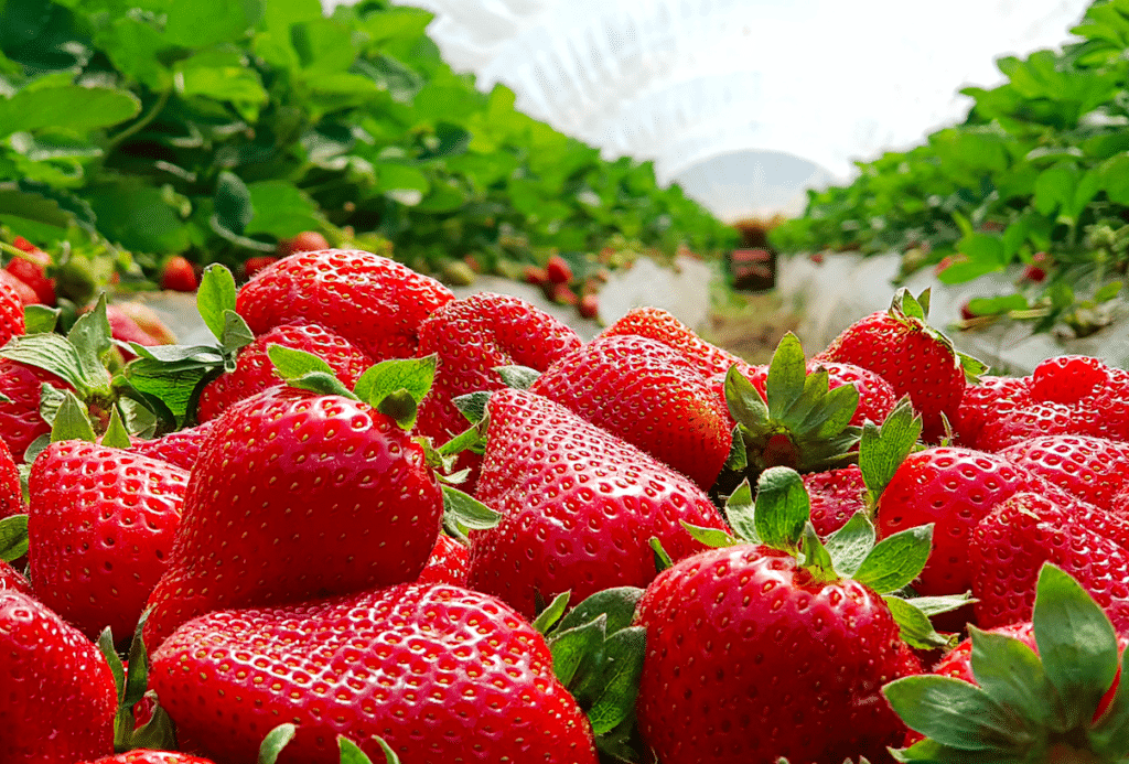Ripe strawberries up close with more plants in a greenhouse setting.
