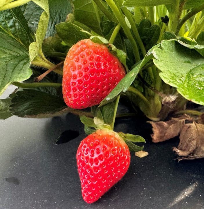 Two ripe strawberries on the plant with green leaves.