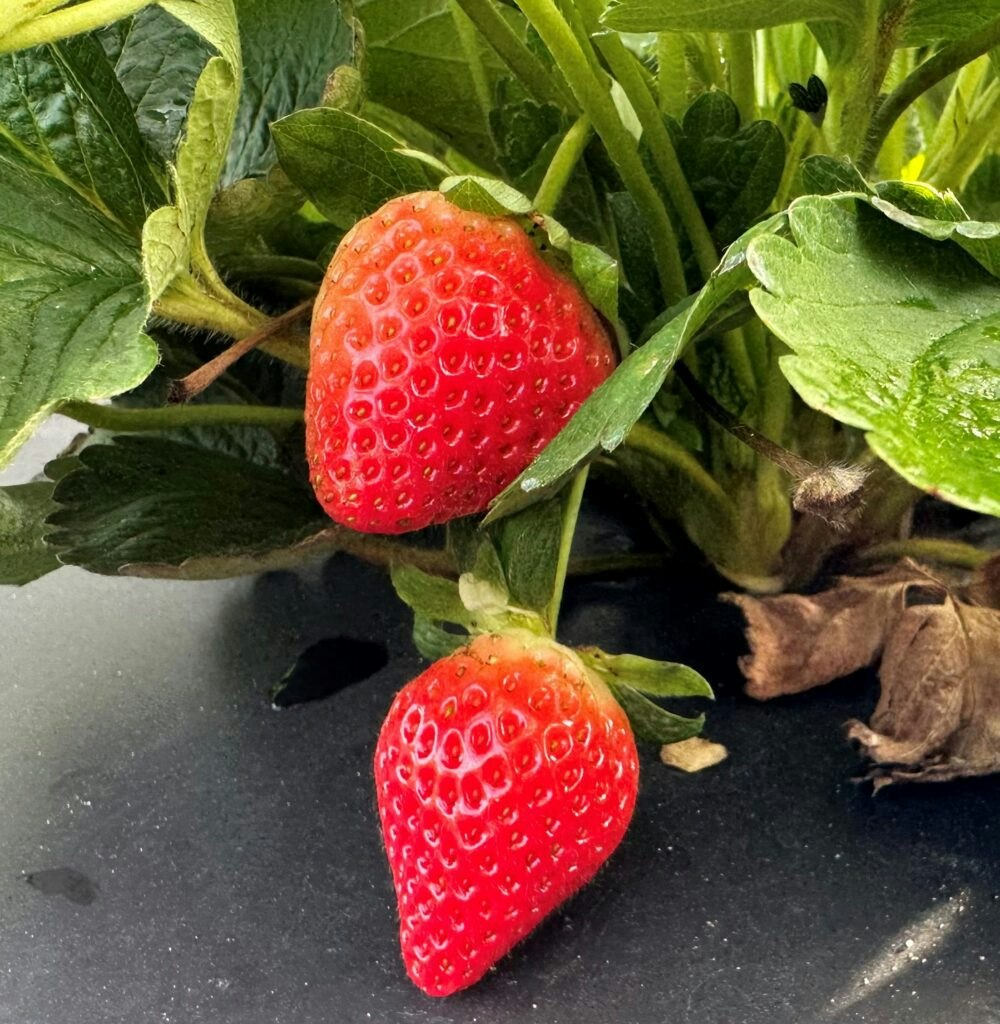 Two ripe strawberries on the plant with green leaves.