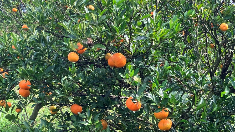 An orange tree with ripe oranges among green leaves.