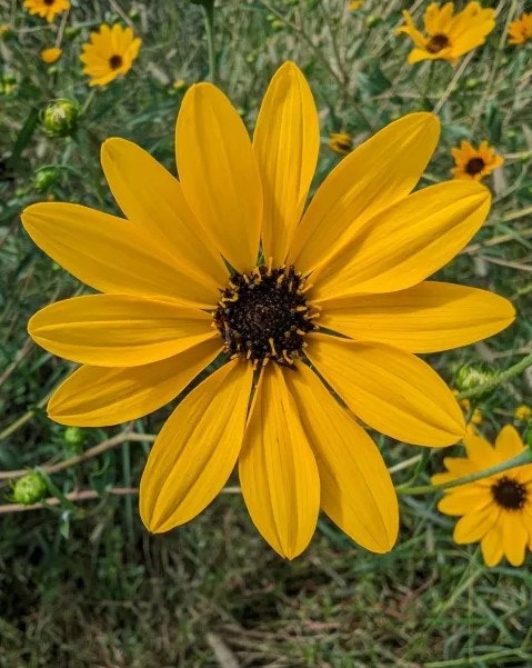 Close-up of a bright yellow sunflower with a dark center, surrounded by green leaves and other sunflowers in the background.