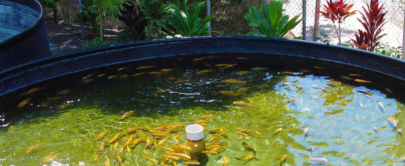 A circular fish tank with numerous orange fish and aquatic plants nearby.