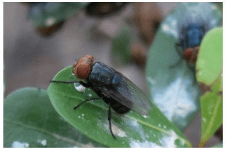 A close-up of a fly on a green leaf, with another fly in the background.