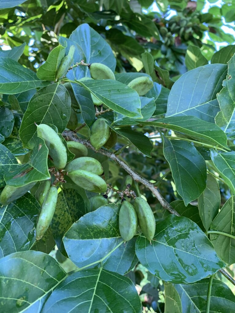 Green almond fruits and leaves on a tree.