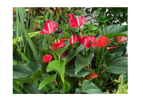 May contain: flower, plant, and anthurium