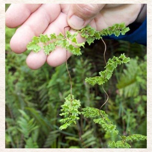 A hand holding delicate fern fronds against a greenery backdrop.