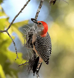 A woodpecker with a red head and striped body perched on a branch.