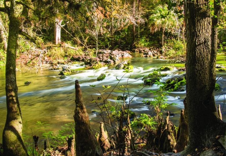 A serene forest stream with sunlight filtering through trees, mossy rocks, and gentle rapids.