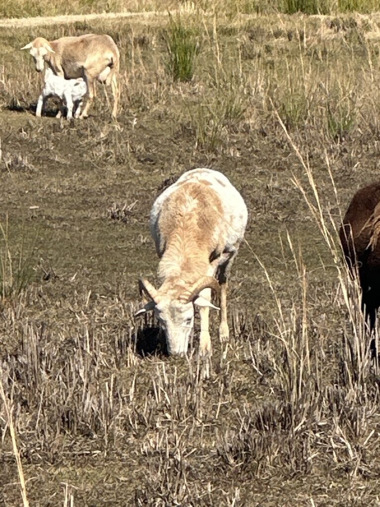 Goats grazing in a grassy field, one in the foreground and another with a kid in the background.