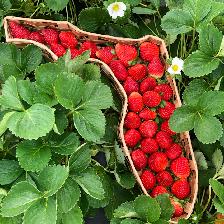 A basket shaped like Florida filled with strawberries, surrounded by green strawberry leaves and flowers.
