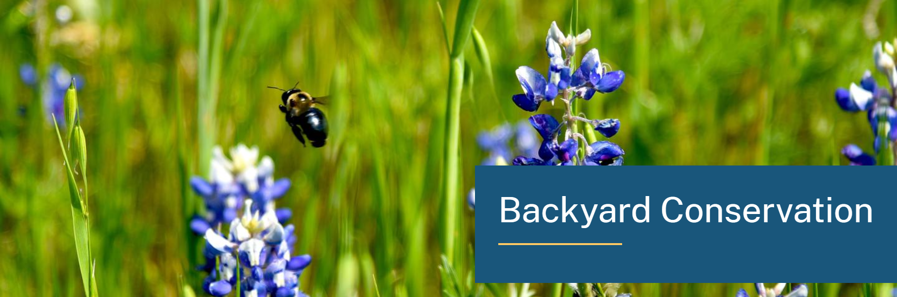 A bee flying near blue flowers with "Backyard Conservation" text overlay.