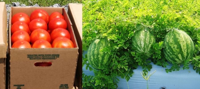A box of red tomatoes and three watermelons growing on vines.