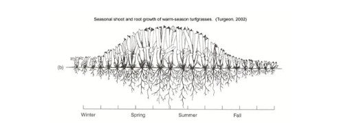 Seasonal growth of warm-season turfgrass with shoot and root patterns, labeled by seasons: Winter, Spring, Summer, Fall.