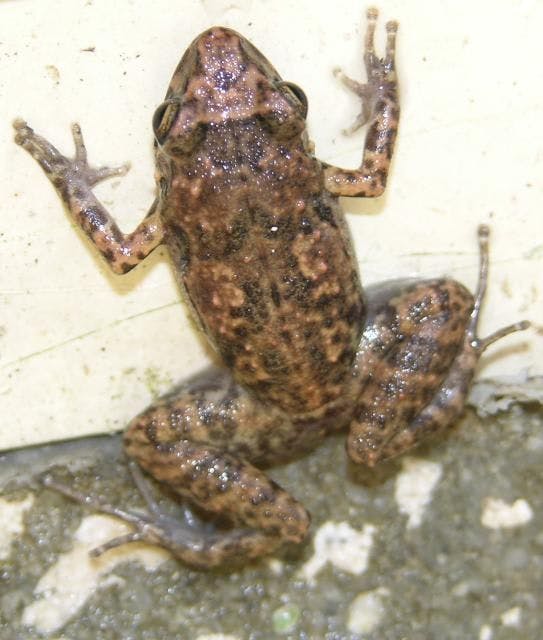 A brown frog clinging to a vertical surface.