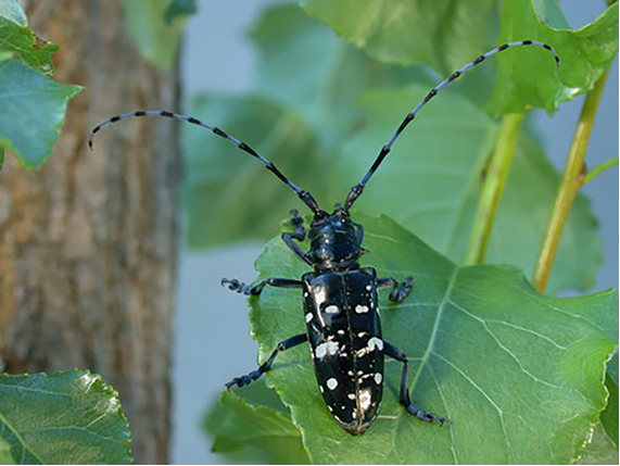 The image shows the Asian Longhorned Beetle resting on green leaves, showcasing its long antennae and distinct black and white mottled body.