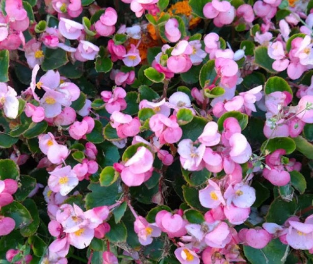 A cluster of small pink flowers and green leaves densely covering the ground.