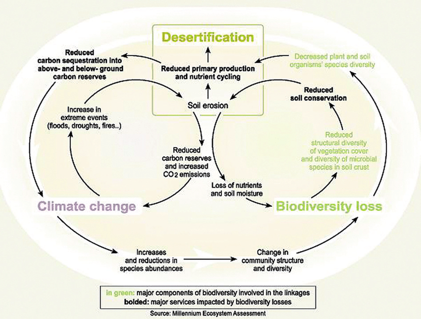 Diagram illustrating the interconnectedness of climate change, desertification, and biodiversity loss.