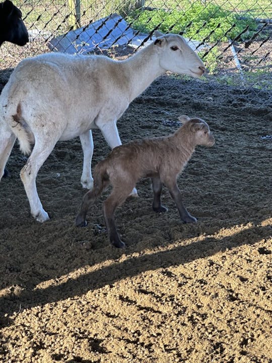A sheep stands beside a lamb on sandy ground, enclosed by a fence.