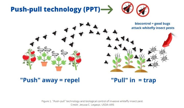 Illustration of push-pull technology in pest control: repels pests from crops and attracts them to a trap using beneficial insects.
