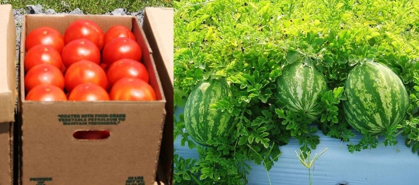 A box of red tomatoes and several green watermelons growing on the vine in a garden.