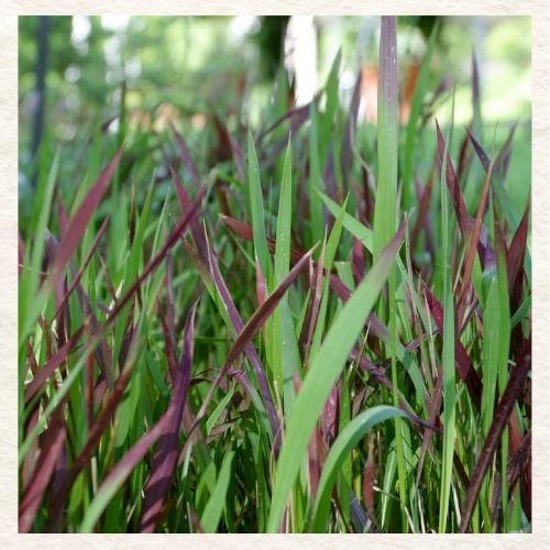 Close-up of green and reddish grass blades.