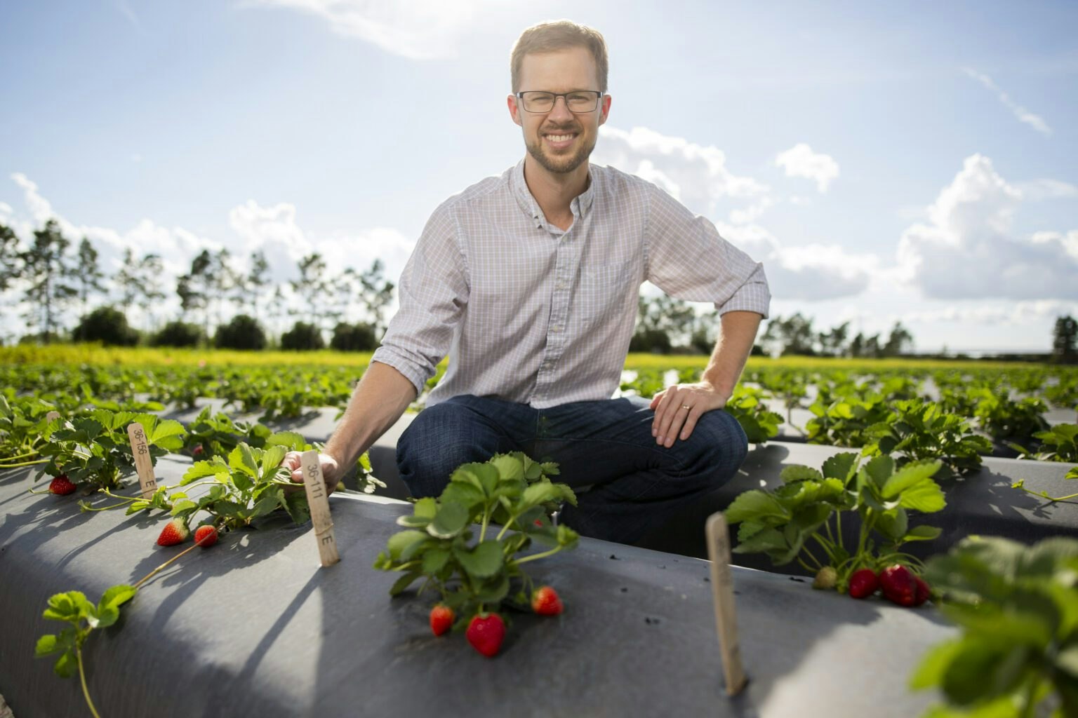 Man smiling among strawberry plants on a sunny day.