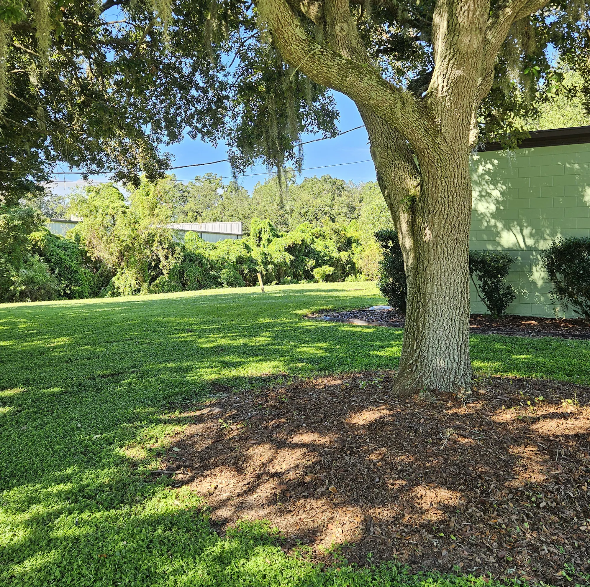 A large tree draped with Spanish moss in a sunny green landscape, with grass and the office visible in the background.