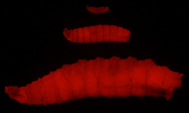 The image features screwworm larvae, displayed against a dark background.