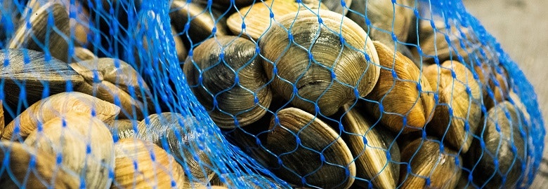 A pile of clams in a blue net.