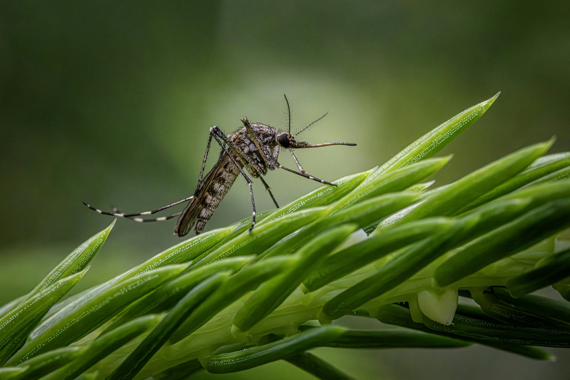A mosquito resting on green blades of grass with dew drops.