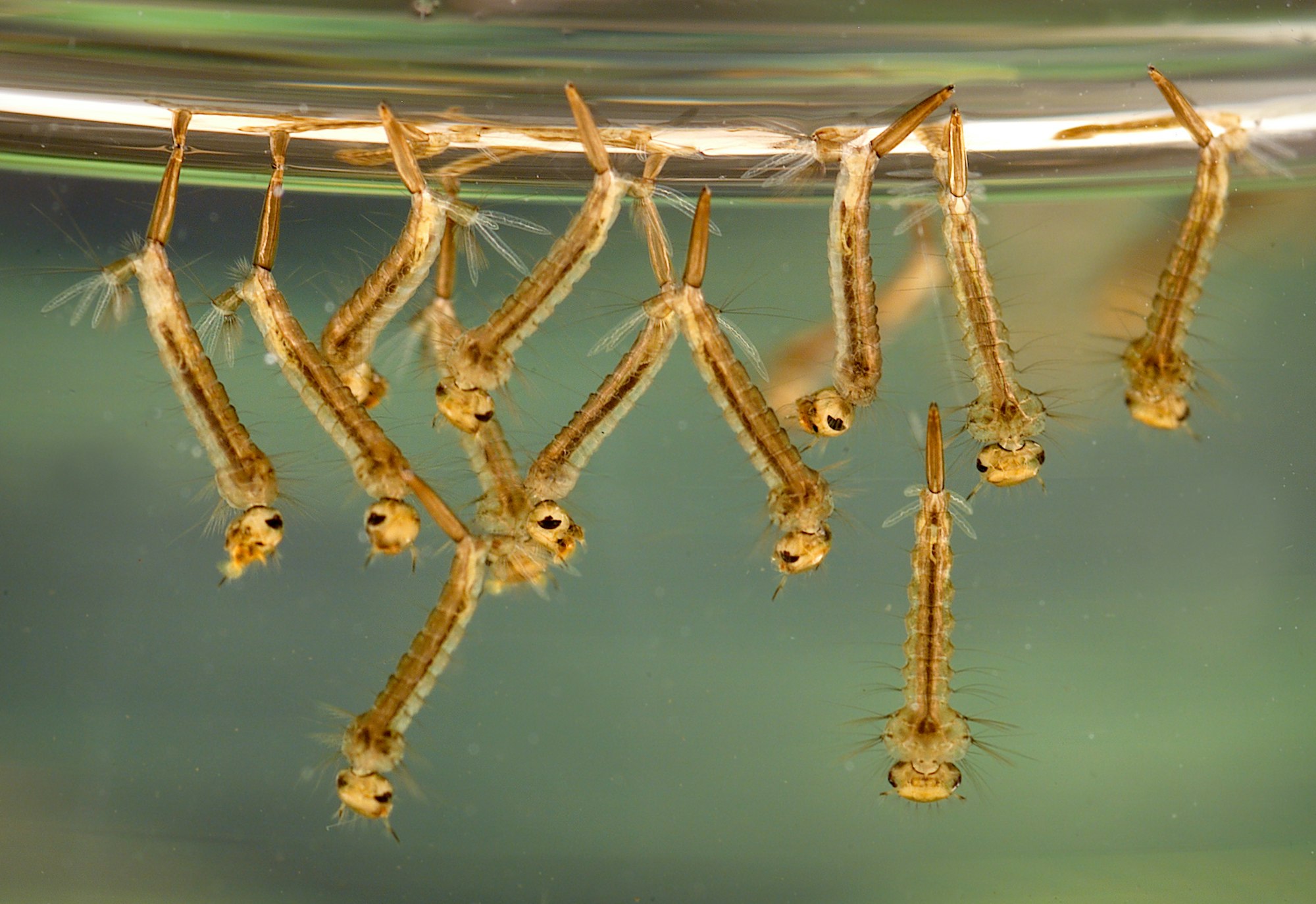 Mosquito larvae hanging underwater, with their heads down and tails attached to the surface.
