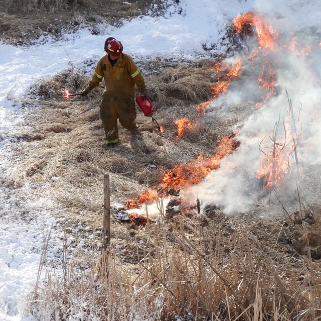 A firefighter conducts a controlled burn in a grassy area with snow patches.