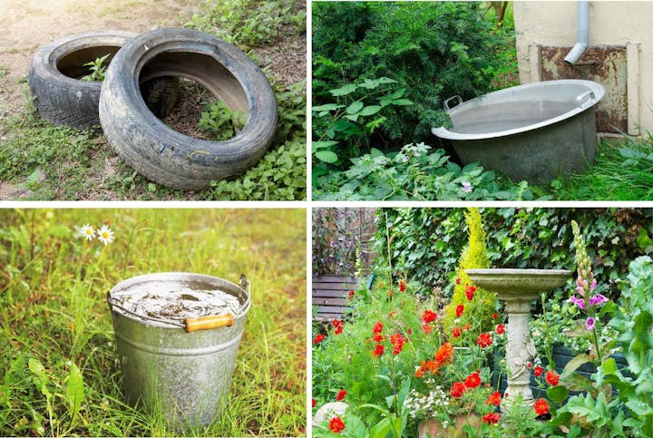 Old tires, bathtub, metal bucket, and bird bath in various garden settings, potentially mosquito breeding sites.