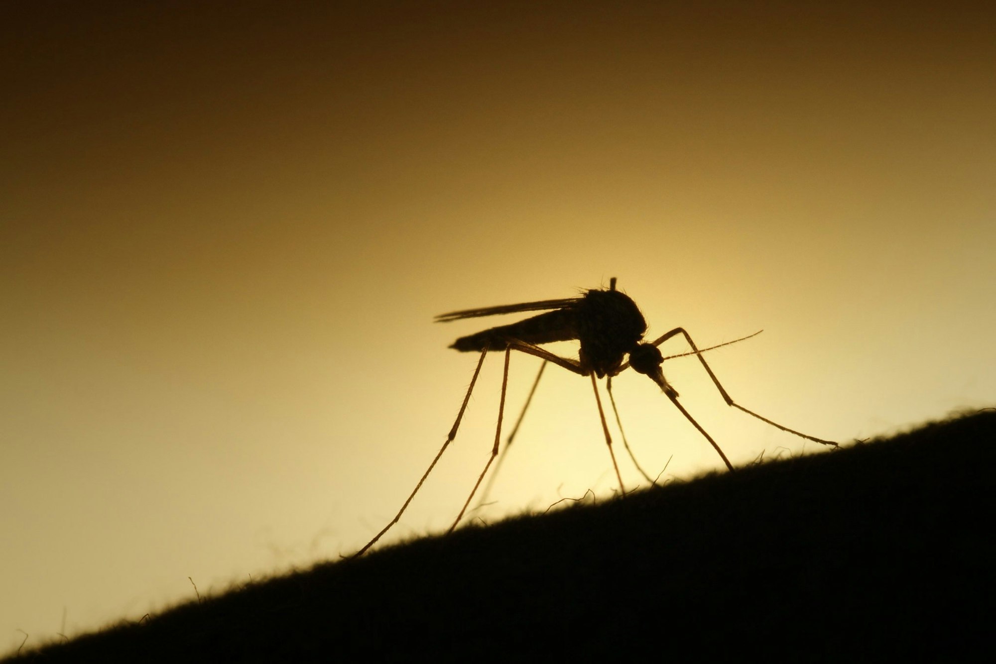 Silhouetted mosquito against a golden backdrop.