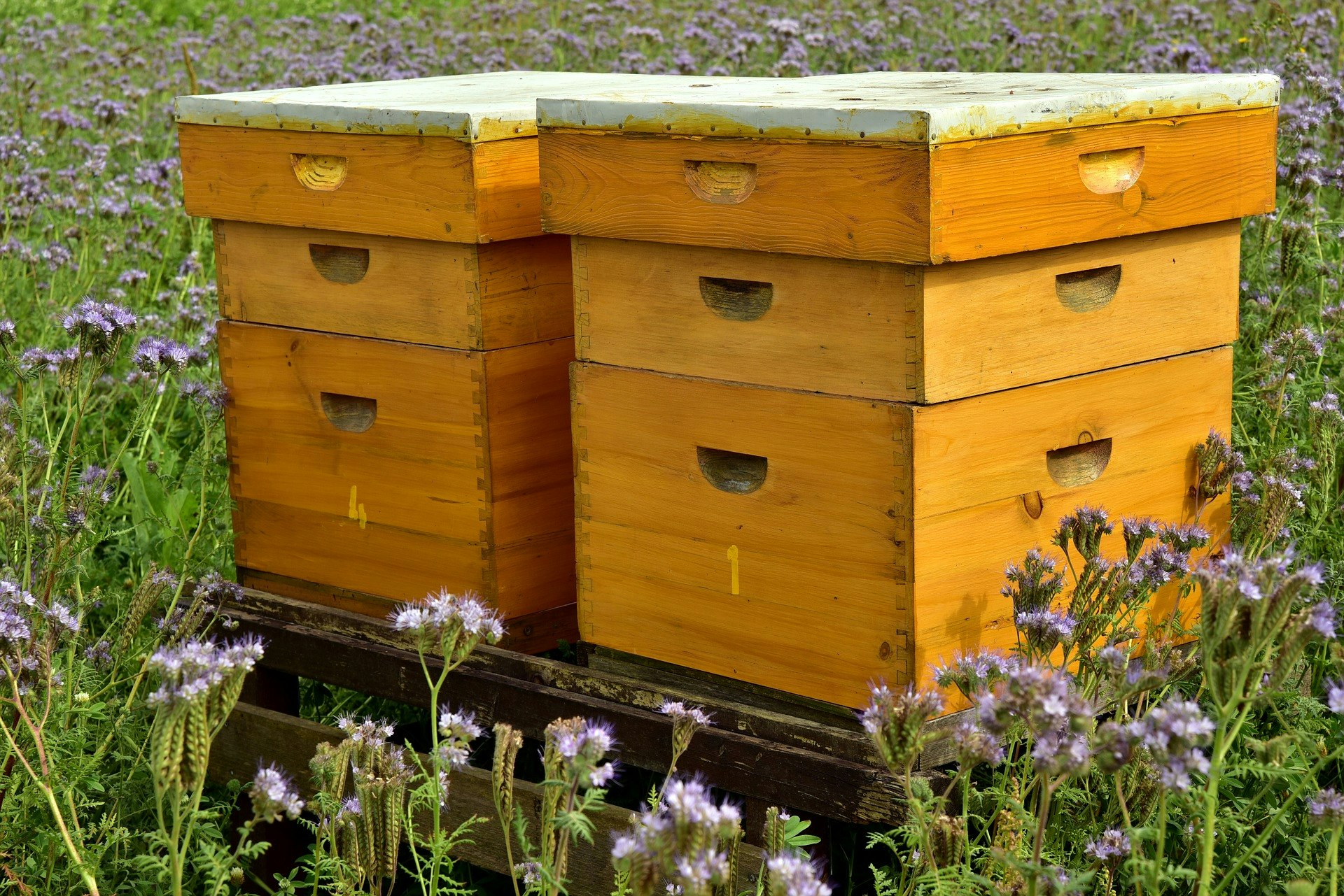 Two wooden beehives in a purple-flowered field.