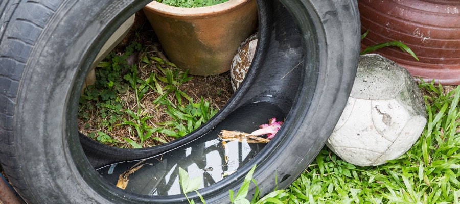 Old tires, a deflated soccer ball, plant pots, and stagnant water.